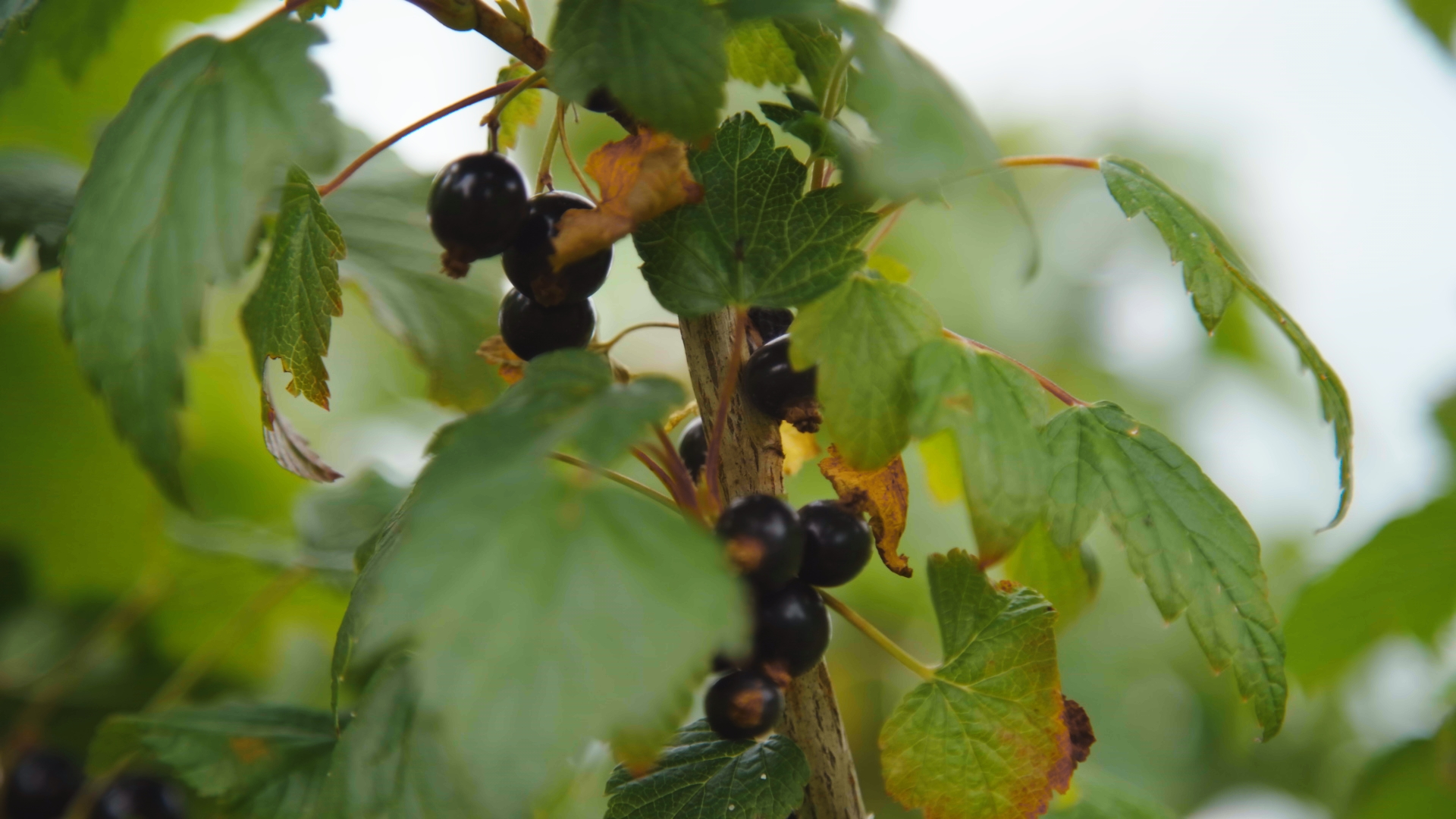 A blackcurrant bush